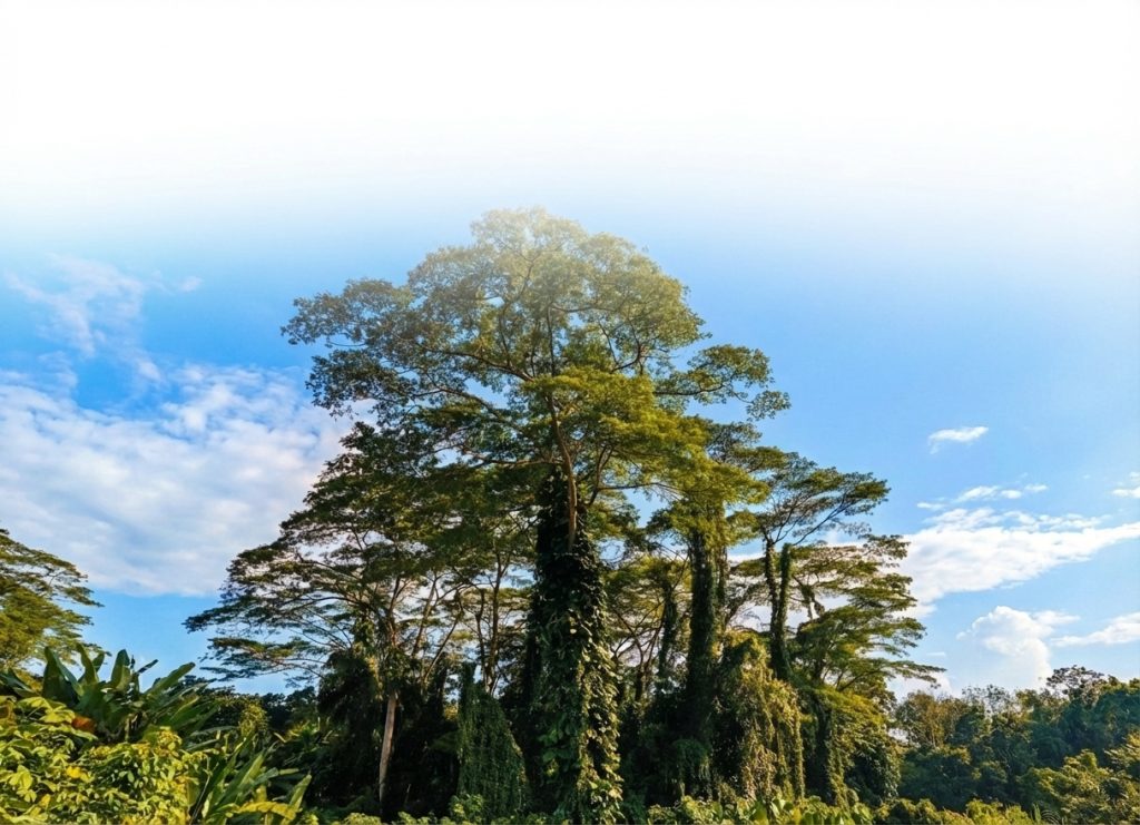 Nature Immersions