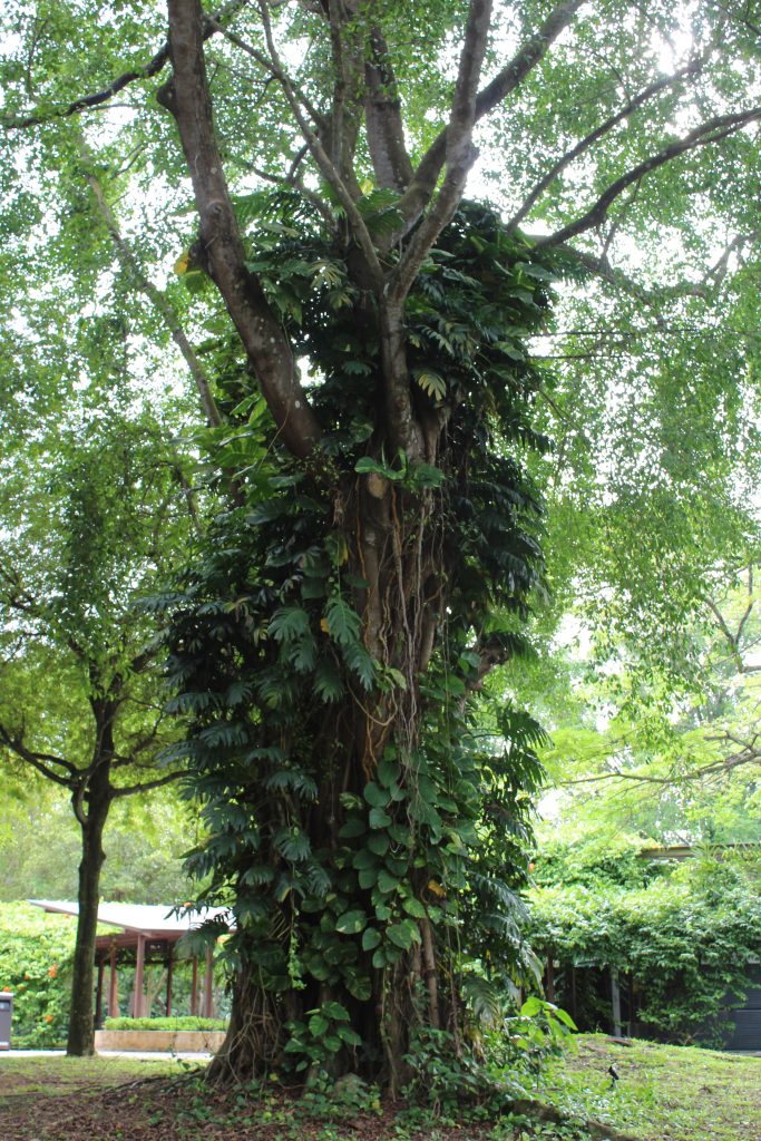 Nature Immersions Guided Forest Bathing and Nature-Based Wellbeing in Singapore Img 4580