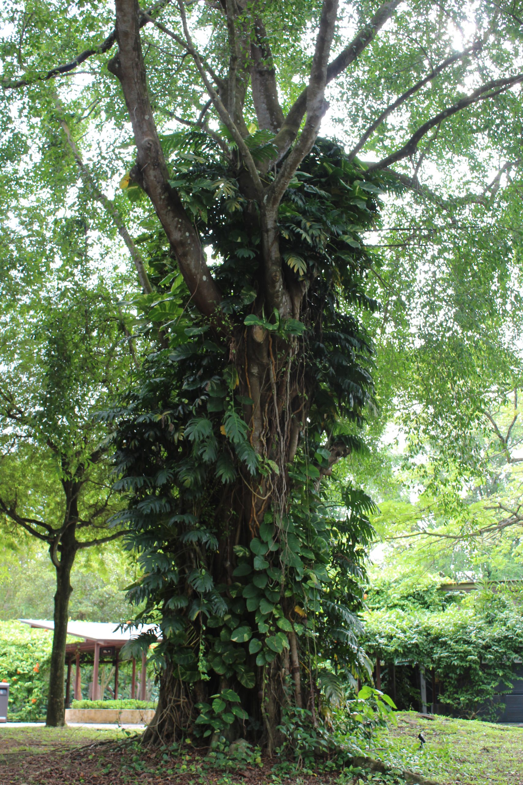 Nature Immersions Guided Forest Bathing and Nature-Based Wellbeing in Singapore Img 4580