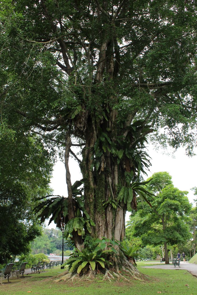 Nature Immersions Guided Forest Bathing and Nature-Based Wellbeing in Singapore Img 4598