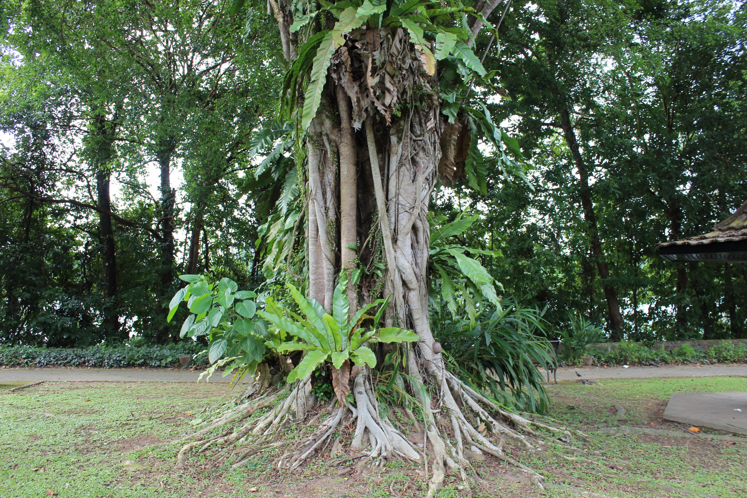 Nature Immersions Guided Forest Bathing and Nature-Based Wellbeing in Singapore Img 4604