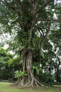 Nature Immersions Guided Forest Bathing and Nature-Based Wellbeing in Singapore Img 4609