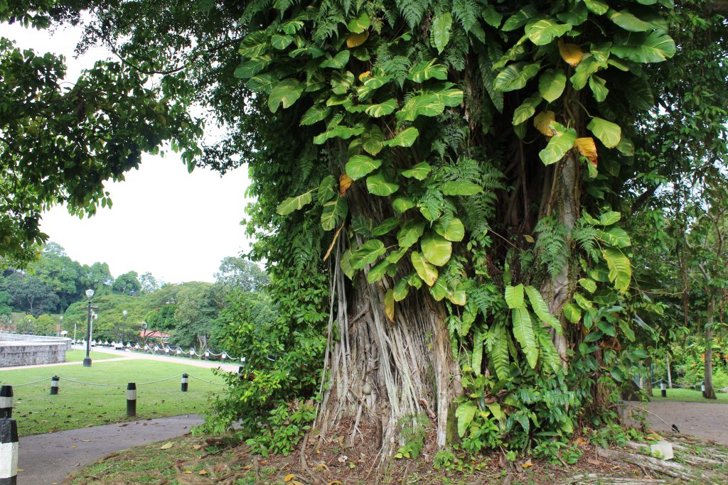 Nature Immersions Guided Forest Bathing and Nature-Based Wellbeing in Singapore Img 4617