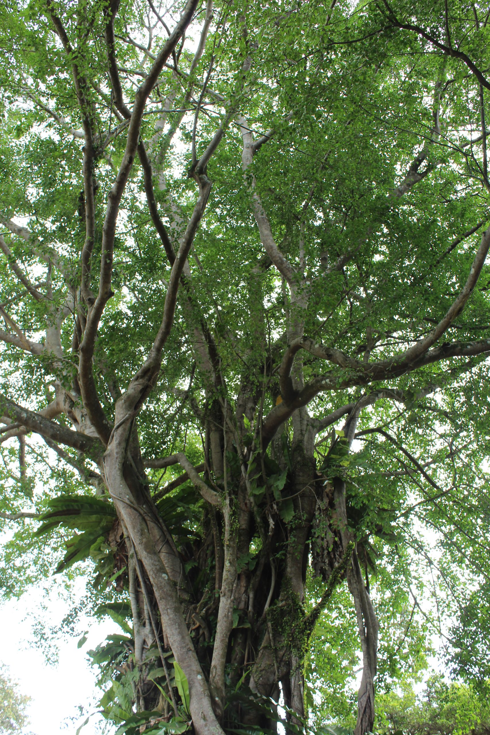 Nature Immersions Guided Forest Bathing and Nature-Based Wellbeing in Singapore Img 4628