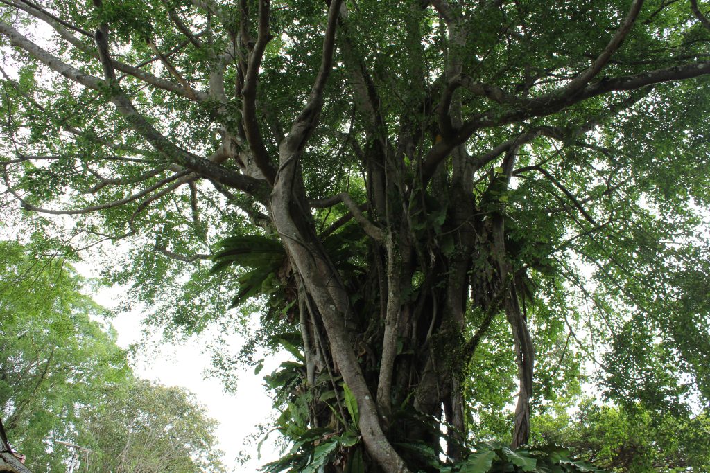 Calm forest setting for a teen nature immersion in Singapore