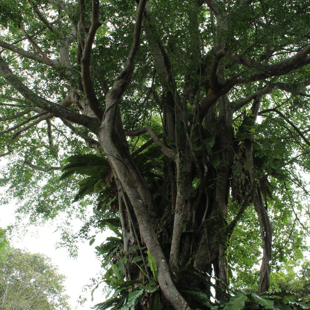 Calm forest setting for a teen nature immersion in Singapore