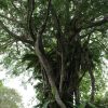 Calm forest setting for a teen nature immersion in Singapore