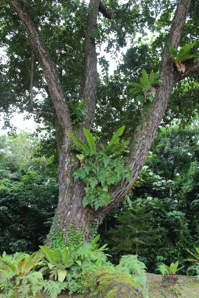 Nature Immersions Guided Forest Bathing and Nature-Based Wellbeing in Singapore Img 4655