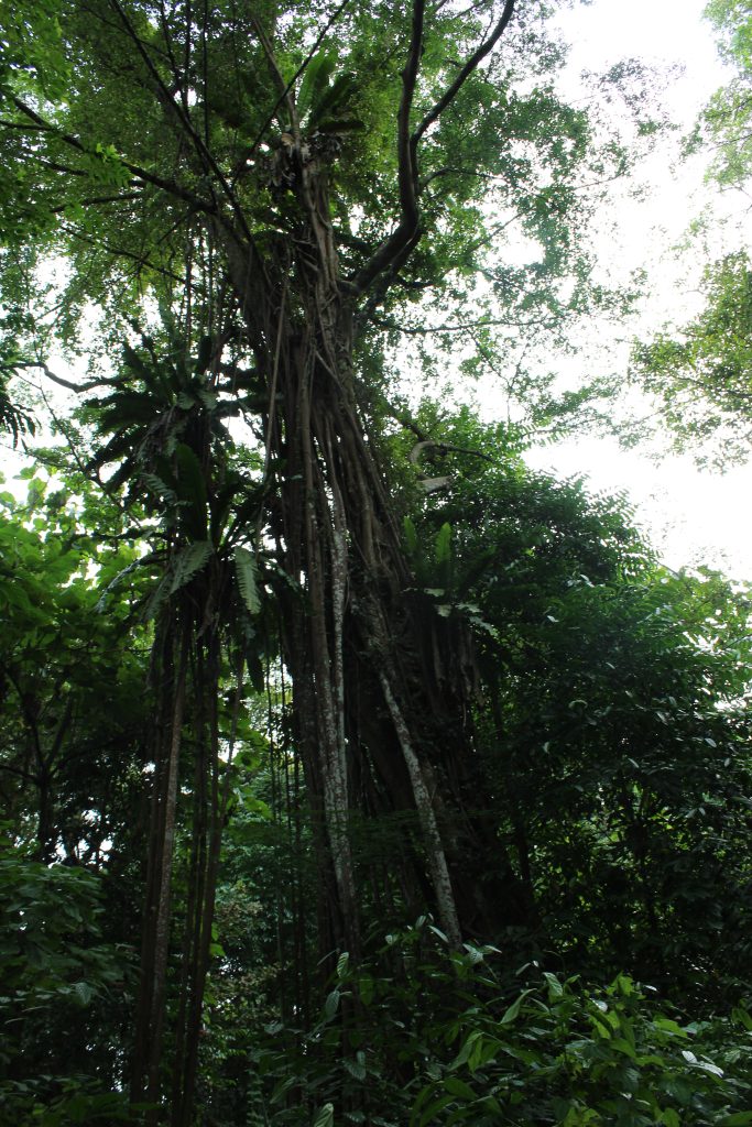 Rain-soaked Singapore forest setting for a seasonal nature ritual