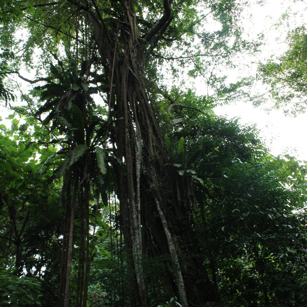 Rain-soaked Singapore forest setting for a seasonal nature ritual