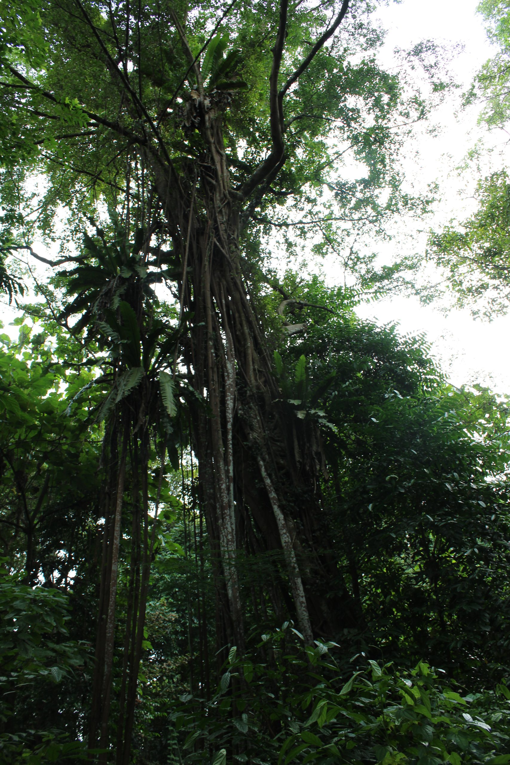 Rain-soaked Singapore forest setting for a seasonal nature ritual