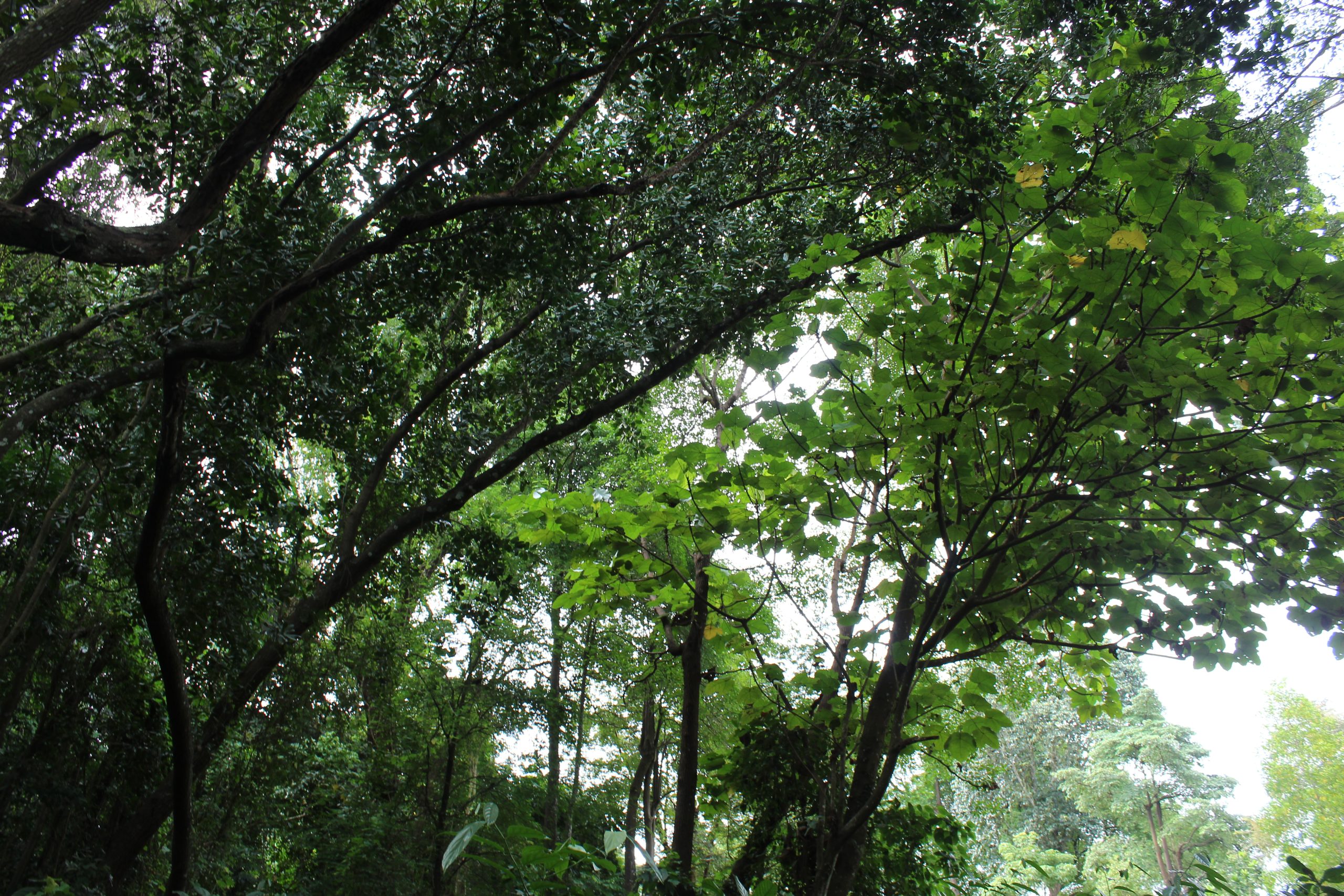 Nature Immersions Guided Forest Bathing and Nature-Based Wellbeing in Singapore Img 4682