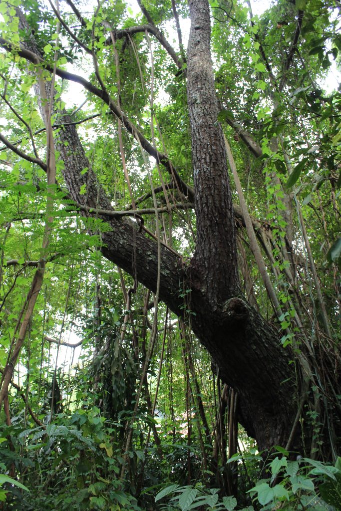 Nature Immersions Guided Forest Bathing and Nature-Based Wellbeing in Singapore Img 4687