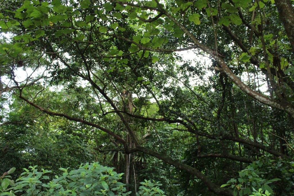Nature Immersions Guided Forest Bathing and Nature-Based Wellbeing in Singapore Img 4691