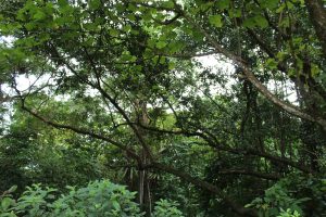 Nature Immersions Guided Forest Bathing and Nature-Based Wellbeing in Singapore Img 4691