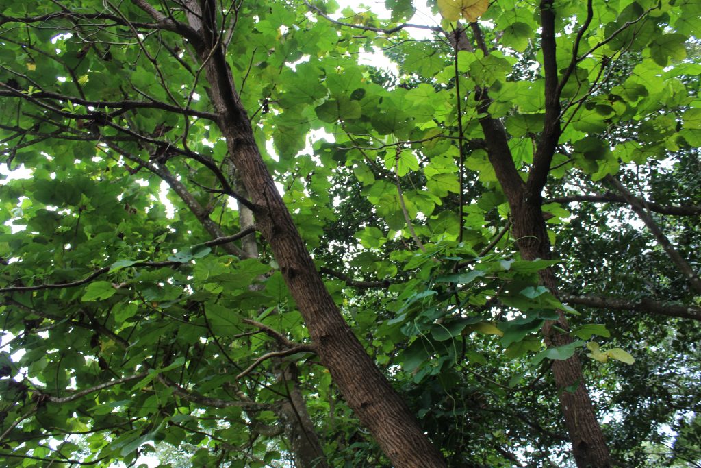 Nature Immersions Guided Forest Bathing and Nature-Based Wellbeing in Singapore Img 4694