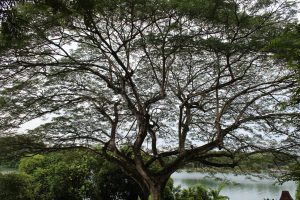 Nature Immersions Guided Forest Bathing and Nature-Based Wellbeing in Singapore Img 4697