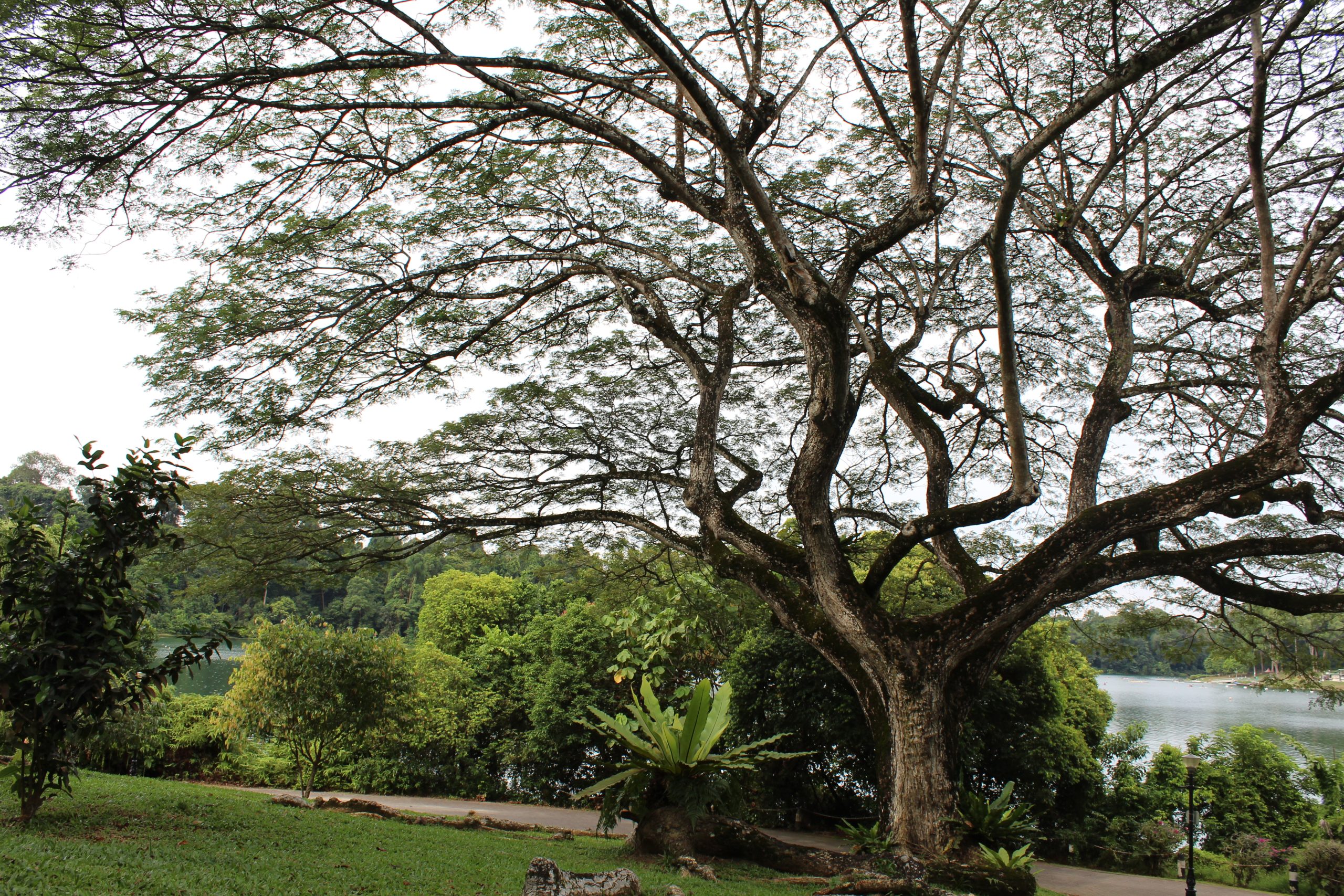 Nature Immersions Guided Forest Bathing and Nature-Based Wellbeing in Singapore Img 4705