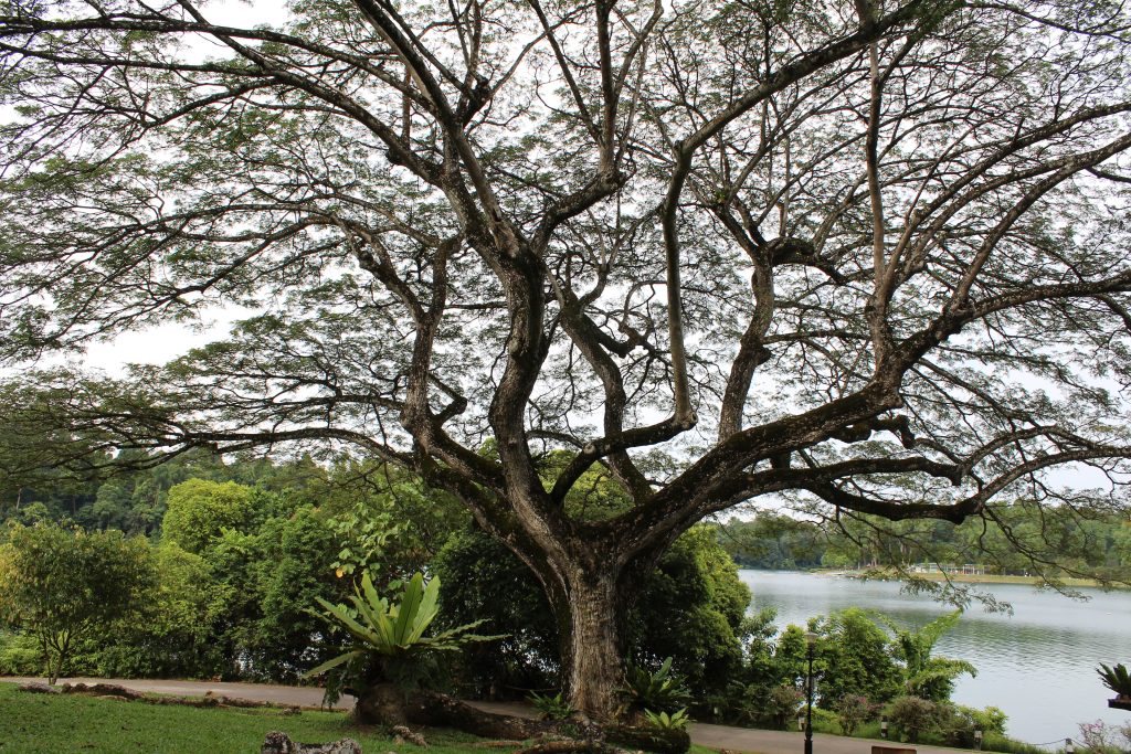 Nature Immersions Guided Forest Bathing and Nature-Based Wellbeing in Singapore Img 4706