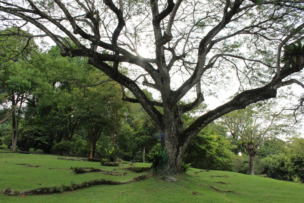 Nature Immersions Guided Forest Bathing and Nature-Based Wellbeing in Singapore Img 4732