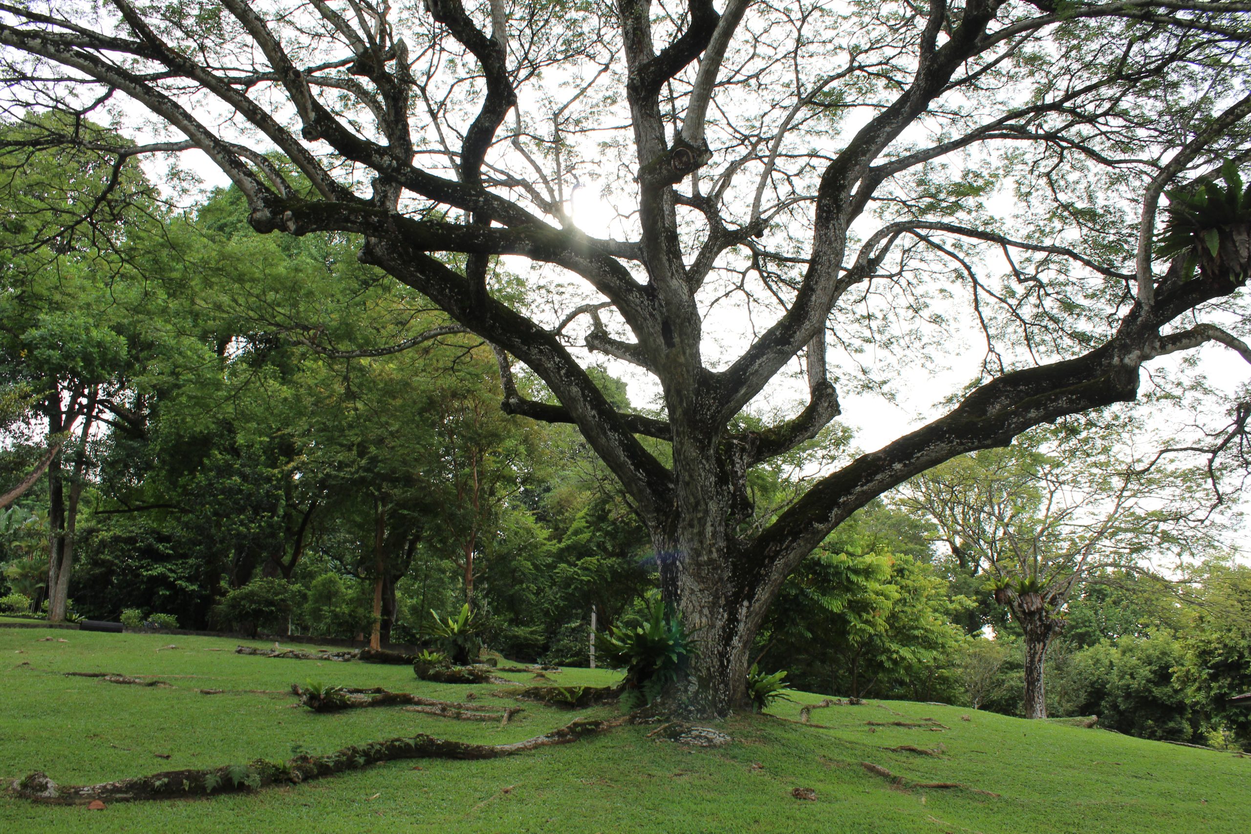 Nature Immersions Guided Forest Bathing and Nature-Based Wellbeing in Singapore Img 4732