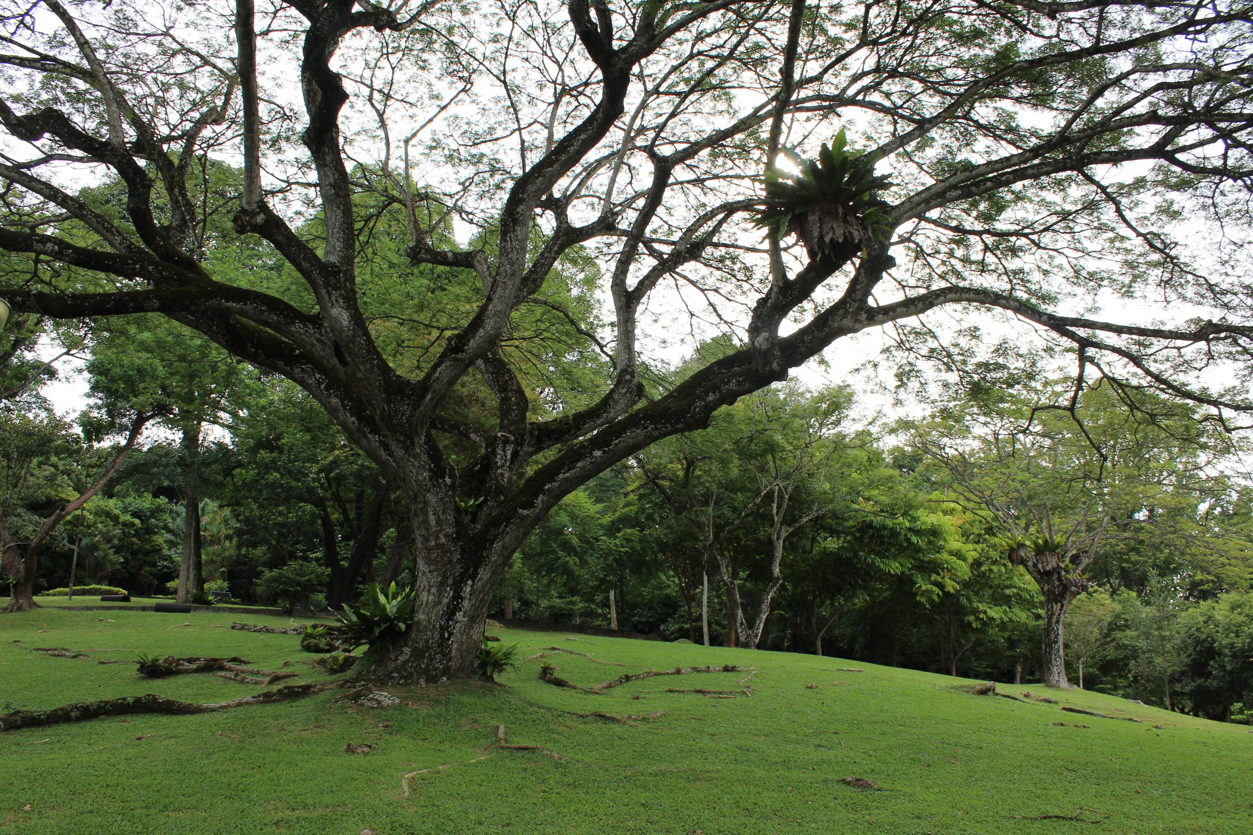 Nature Immersions Guided Forest Bathing and Nature-Based Wellbeing in Singapore Img 4735