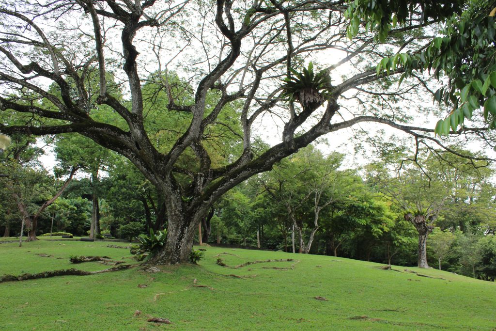 Nature Immersions Guided Forest Bathing and Nature-Based Wellbeing in Singapore Img 4738