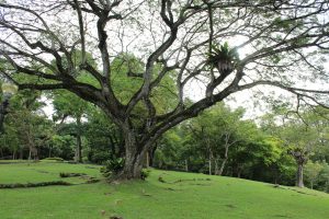 Nature Immersions Guided Forest Bathing and Nature-Based Wellbeing in Singapore Img 4739