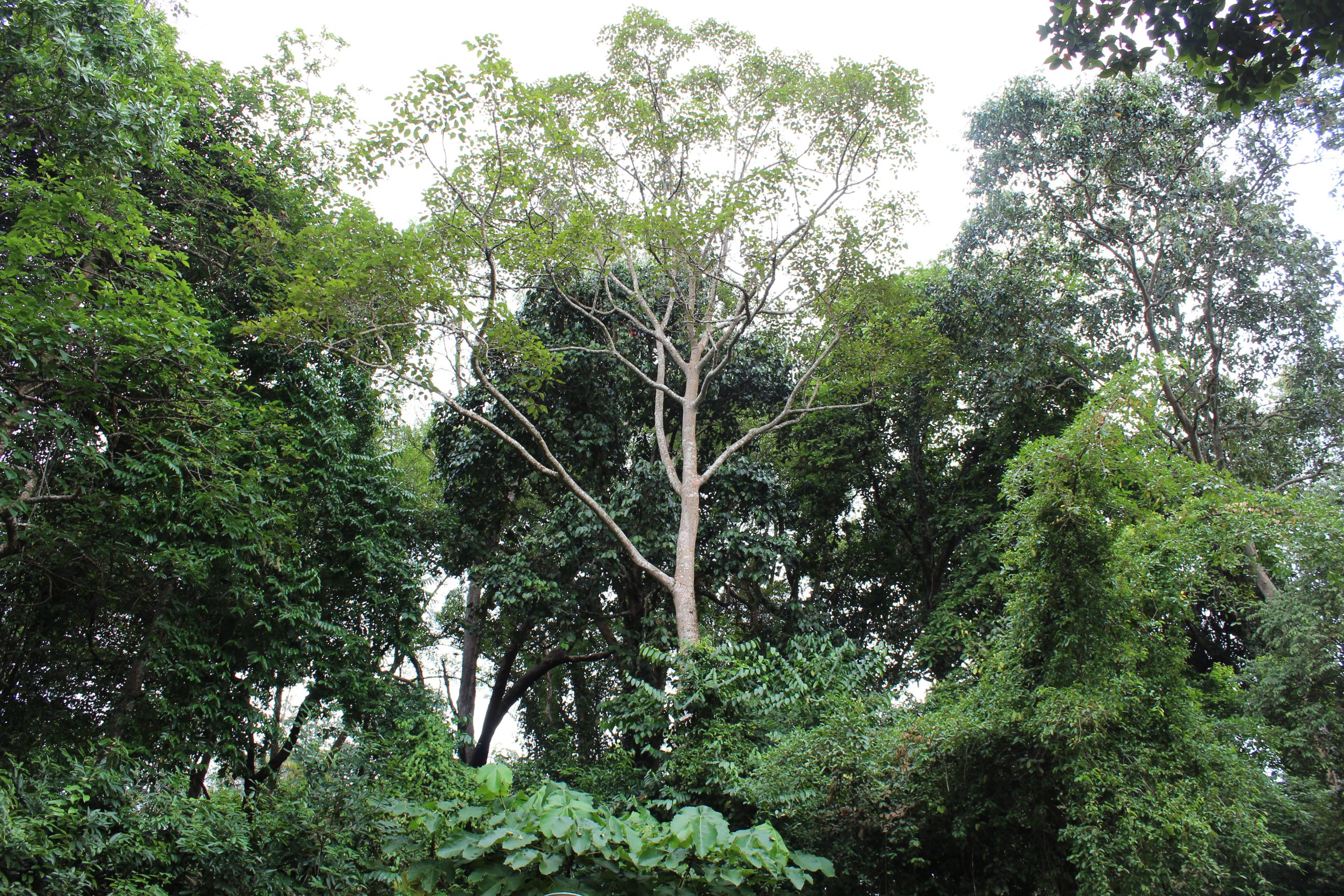 Nature Immersions Guided Forest Bathing and Nature-Based Wellbeing in Singapore Img 4767