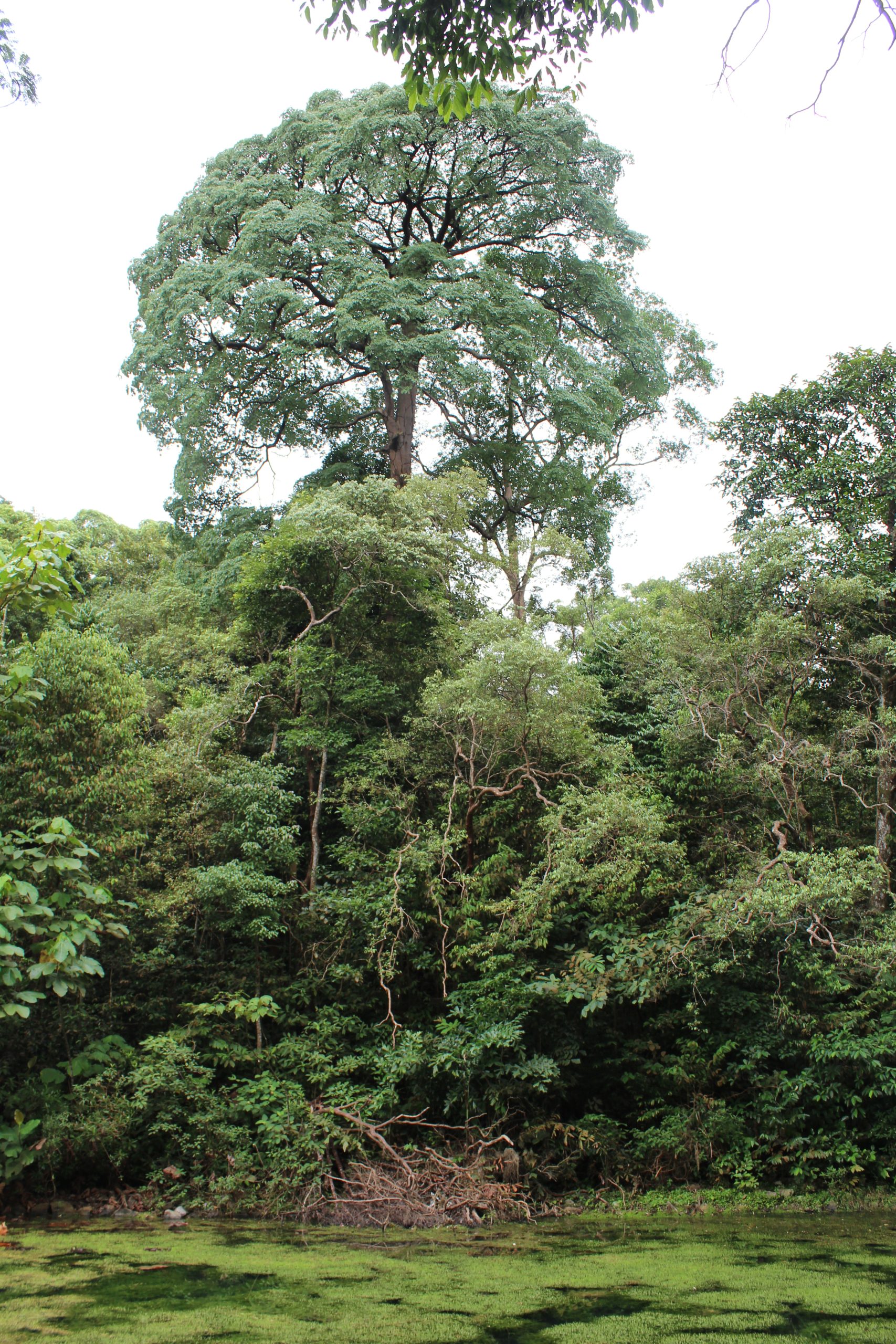 Nature Immersions Guided Forest Bathing and Nature-Based Wellbeing in Singapore Img 4784