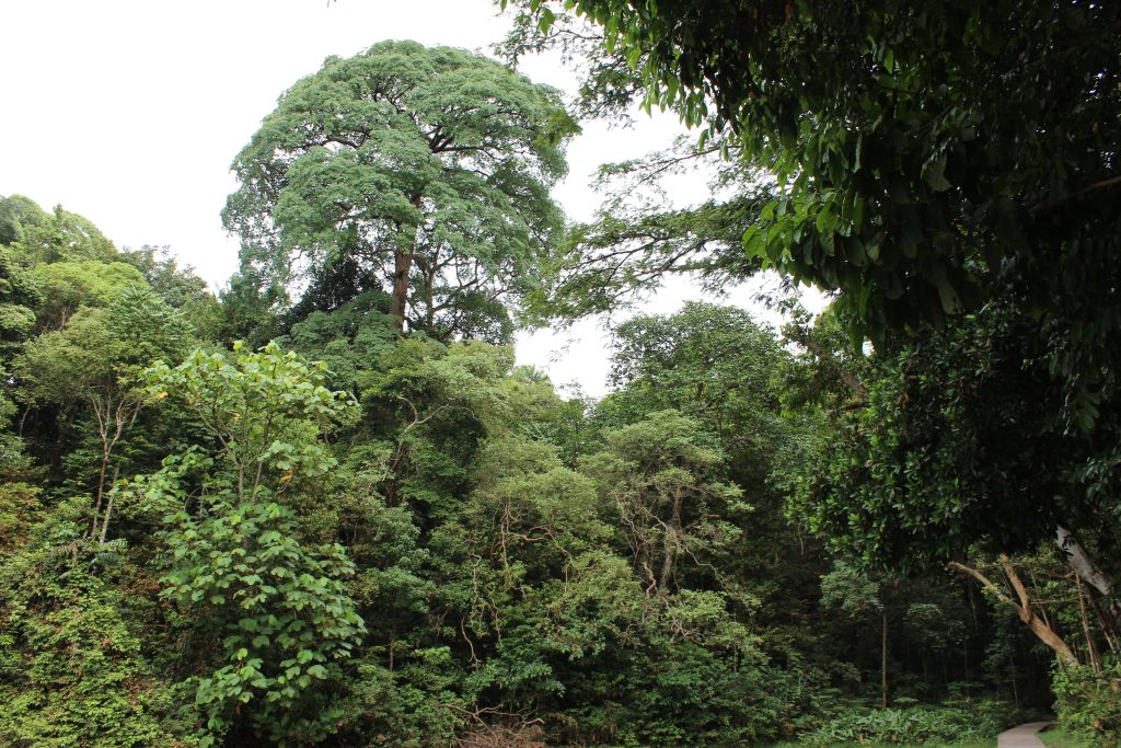Nature Immersions Guided Forest Bathing and Nature-Based Wellbeing in Singapore Img 4789