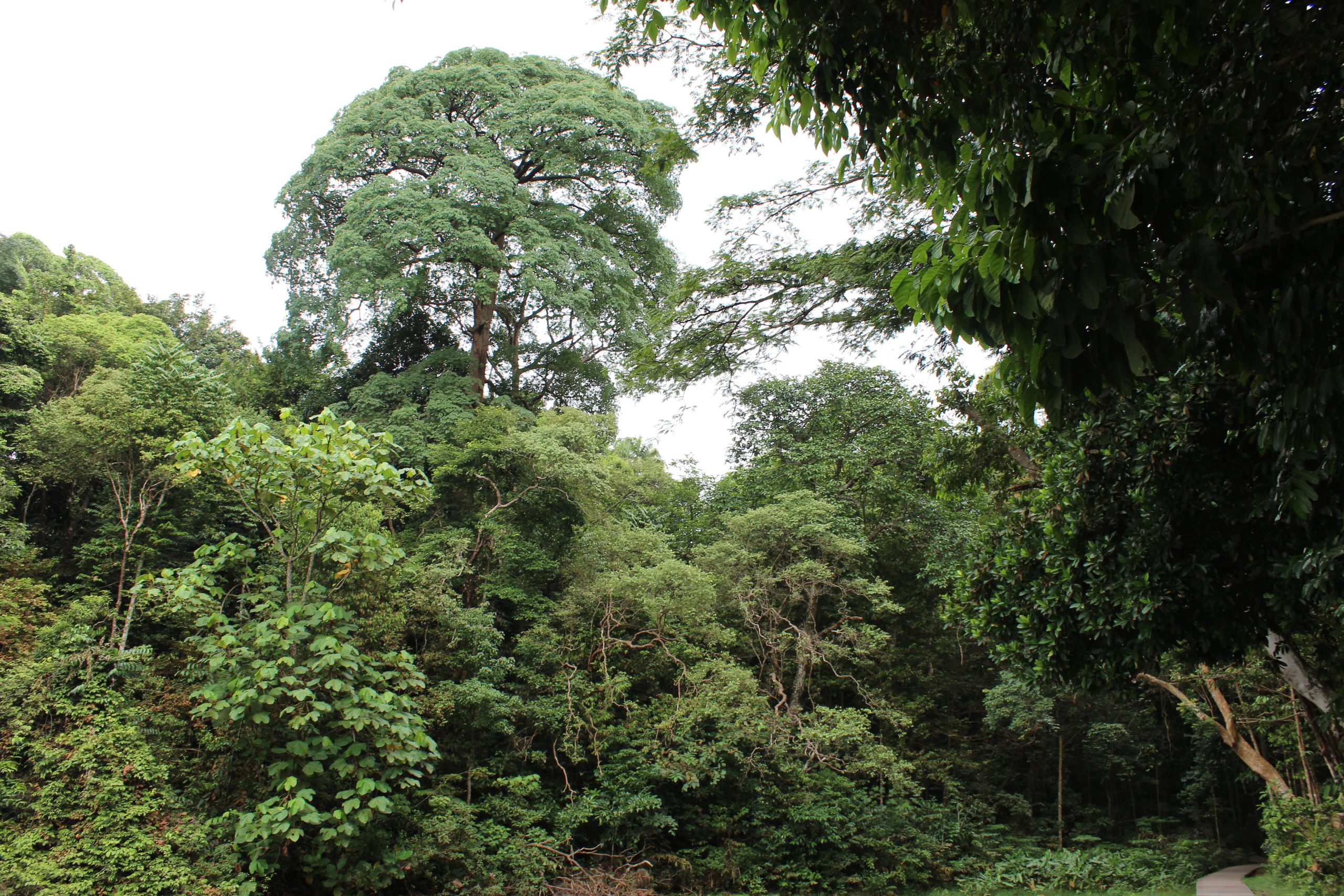 Nature Immersions Guided Forest Bathing and Nature-Based Wellbeing in Singapore Img 4789