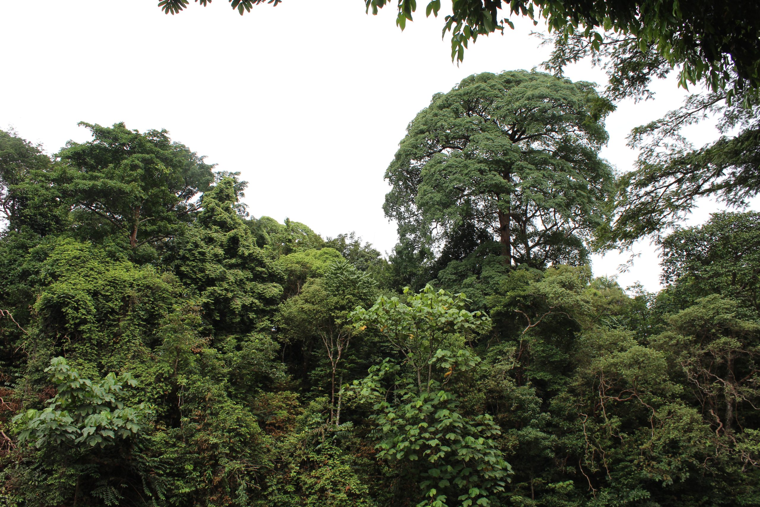 Nature Immersions Guided Forest Bathing and Nature-Based Wellbeing in Singapore Img 4792