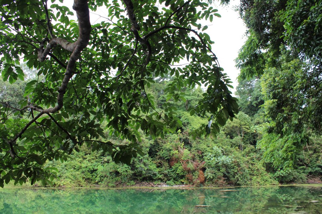 Nature Immersions Guided Forest Bathing and Nature-Based Wellbeing in Singapore Img 4794
