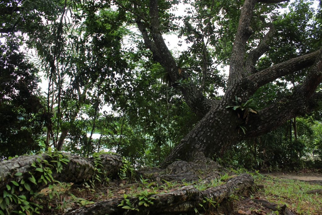 Nature Immersions Guided Forest Bathing and Nature-Based Wellbeing in Singapore Img 4818