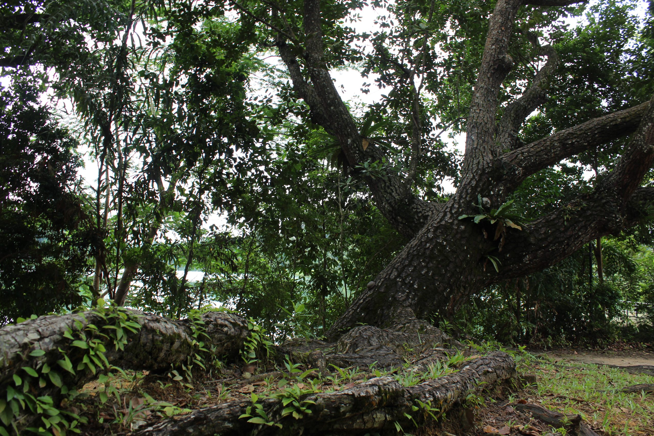 Nature Immersions Guided Forest Bathing and Nature-Based Wellbeing in Singapore Img 4818