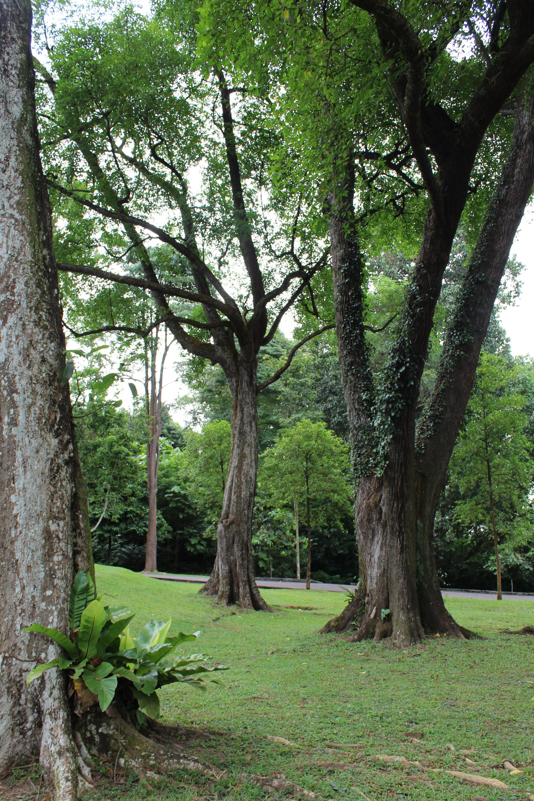 Nature Immersions Guided Forest Bathing and Nature-Based Wellbeing in Singapore Img 4837