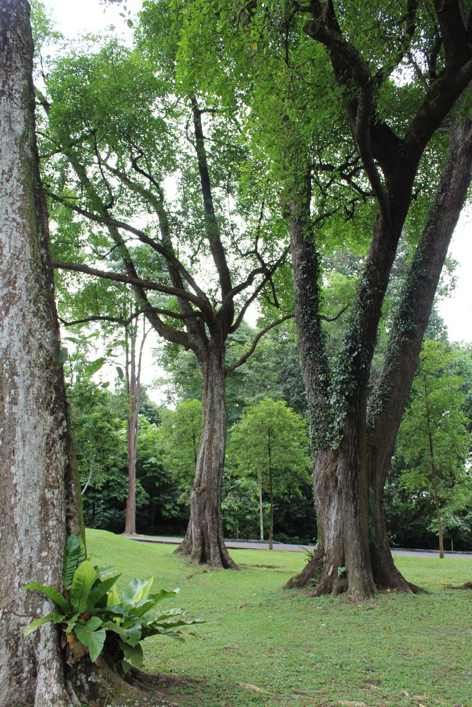 Nature Immersions Guided Forest Bathing and Nature-Based Wellbeing in Singapore Img 4839