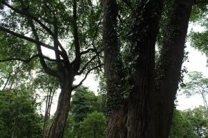 Nature Immersions Guided Forest Bathing and Nature-Based Wellbeing in Singapore Img 4843