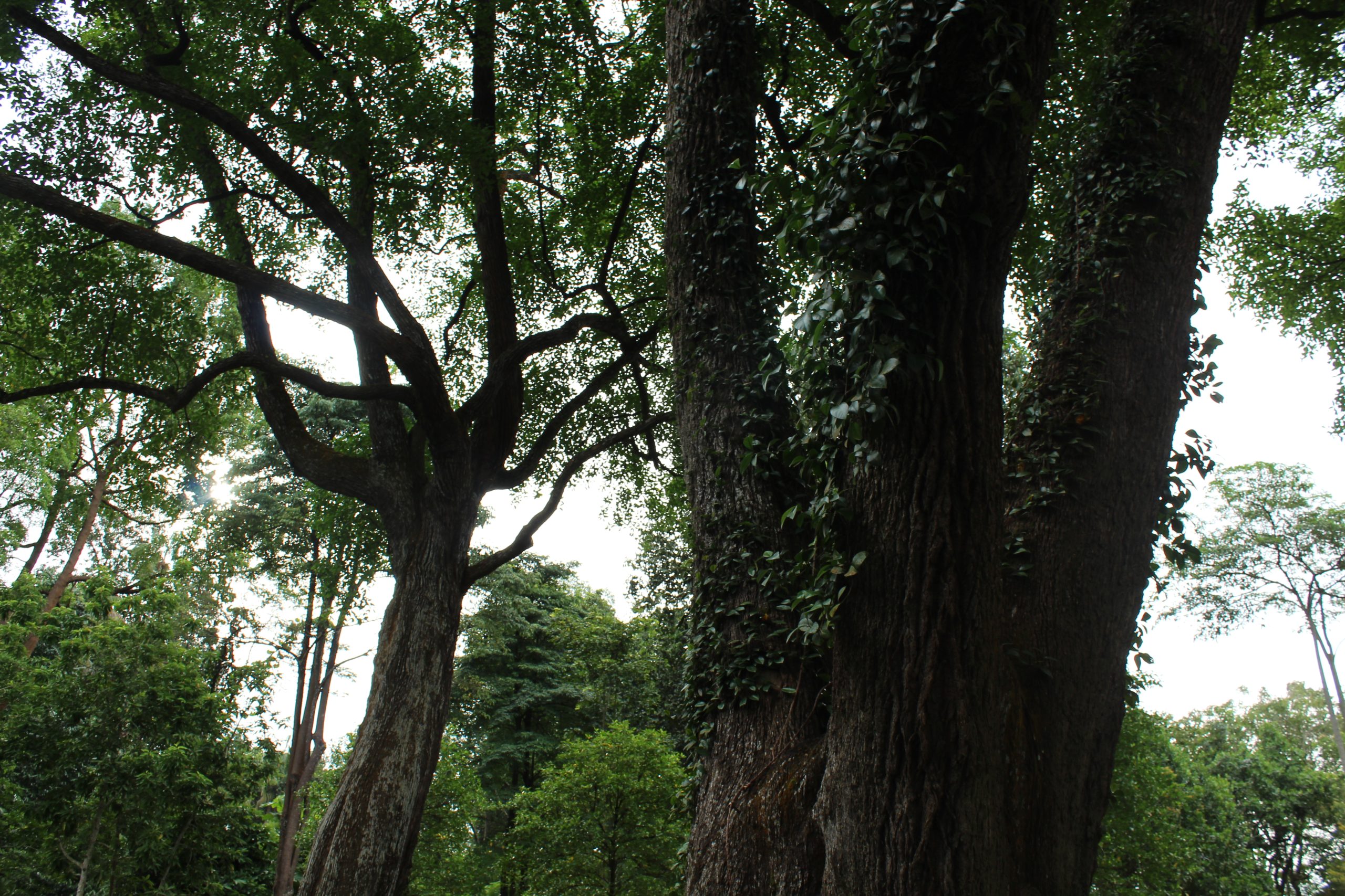 Nature Immersions Guided Forest Bathing and Nature-Based Wellbeing in Singapore Img 4843