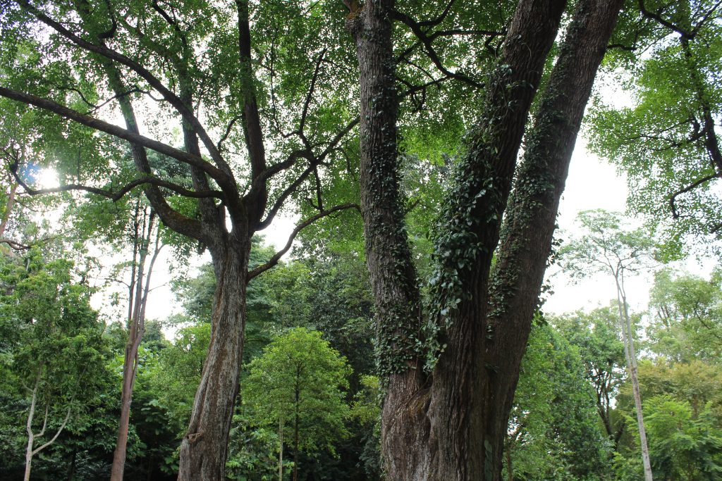 IVF support nature walk in a Singapore forest at sunrise