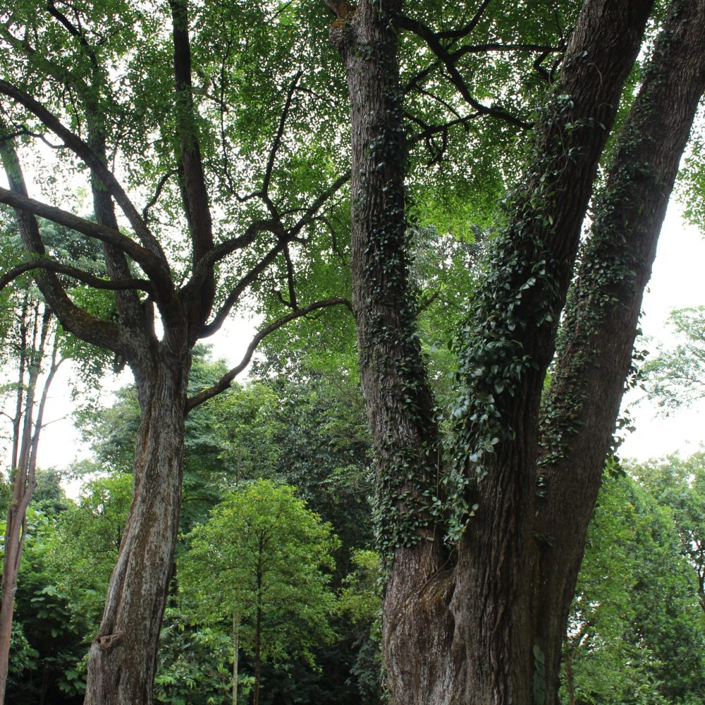 IVF support nature walk in a Singapore forest at sunrise