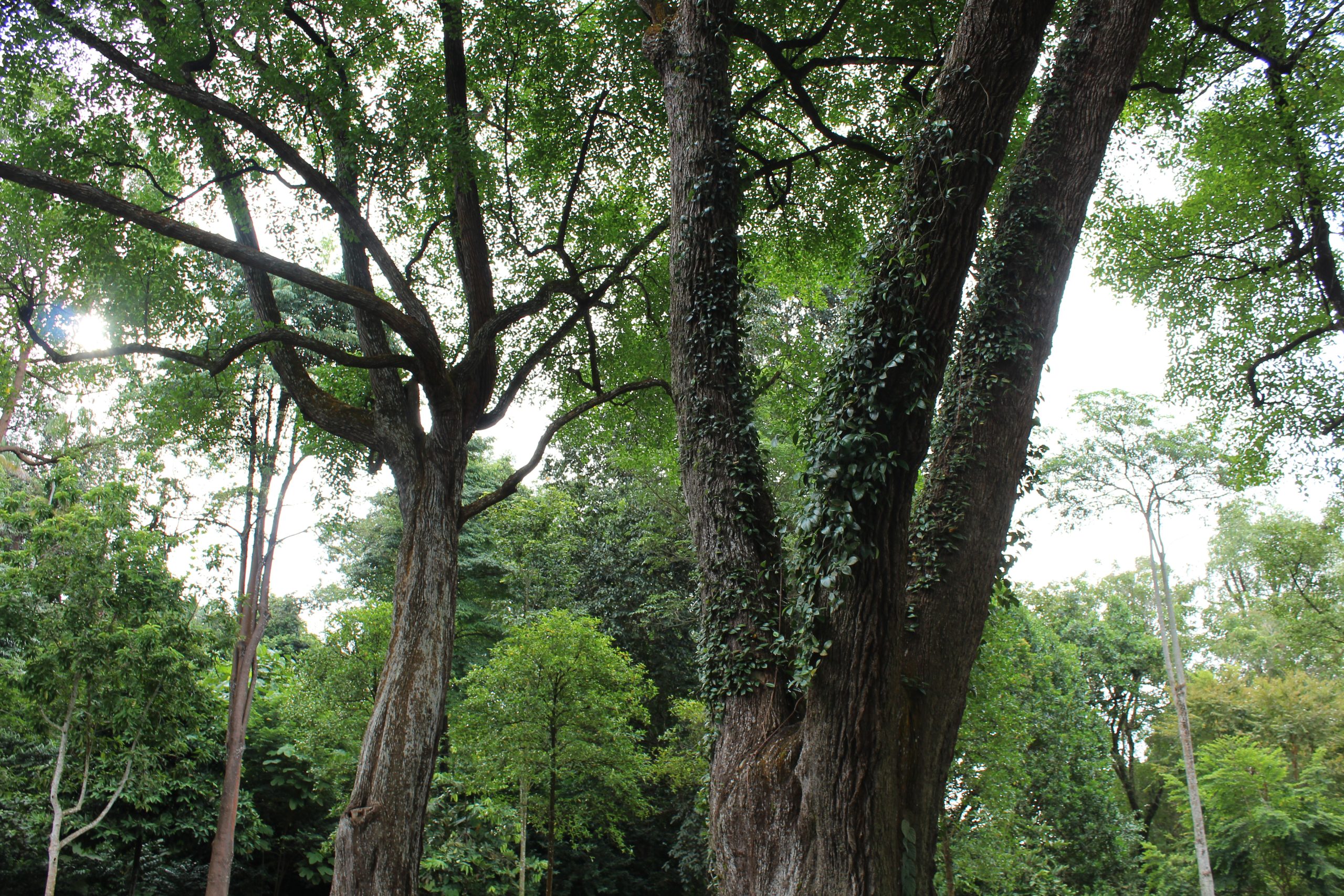 IVF support nature walk in a Singapore forest at sunrise