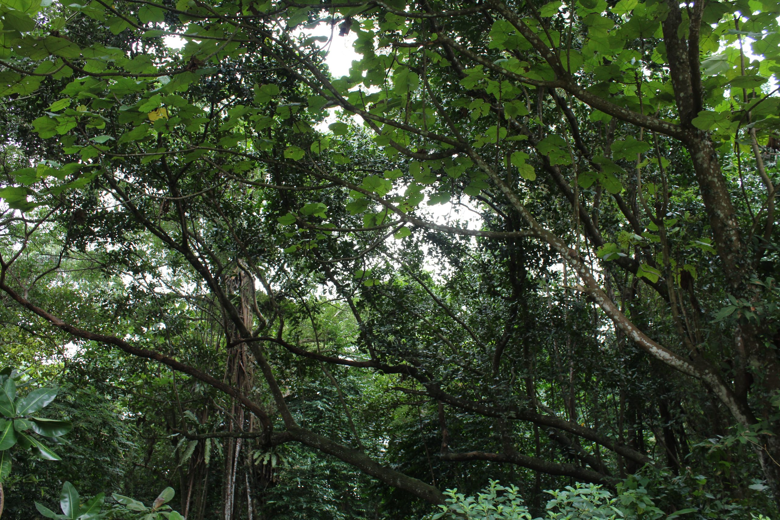 Nature Immersions Guided Forest Bathing and Nature-Based Wellbeing in Singapore Img 4854