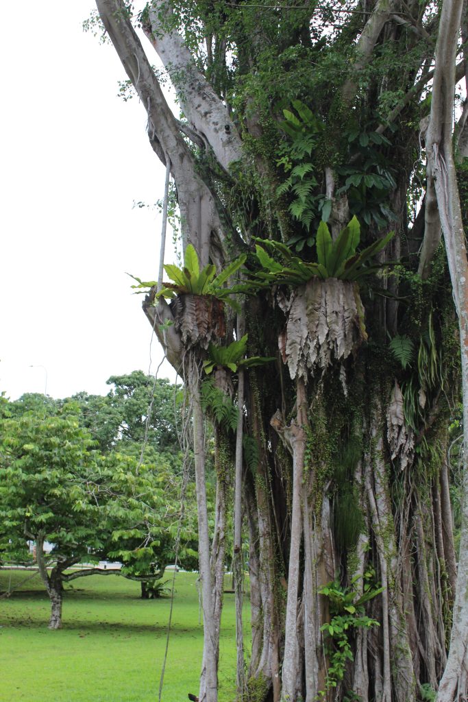 Nature Immersions Guided Forest Bathing and Nature-Based Wellbeing in Singapore Img 4874