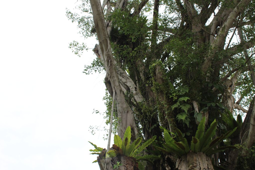 Guided nature immersion in a lush Singapore forest with Nature Immersions