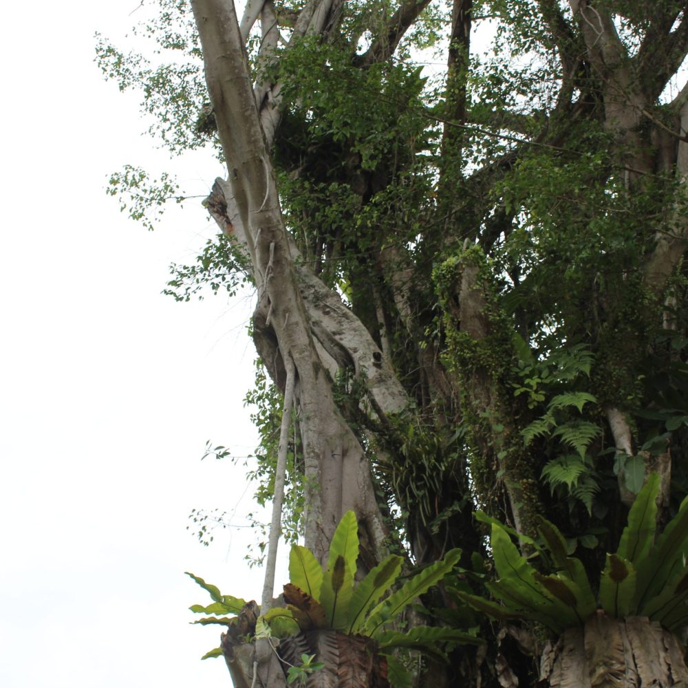 Guided nature immersion in a lush Singapore forest with Nature Immersions