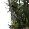 Guided nature immersion in a lush Singapore forest with Nature Immersions