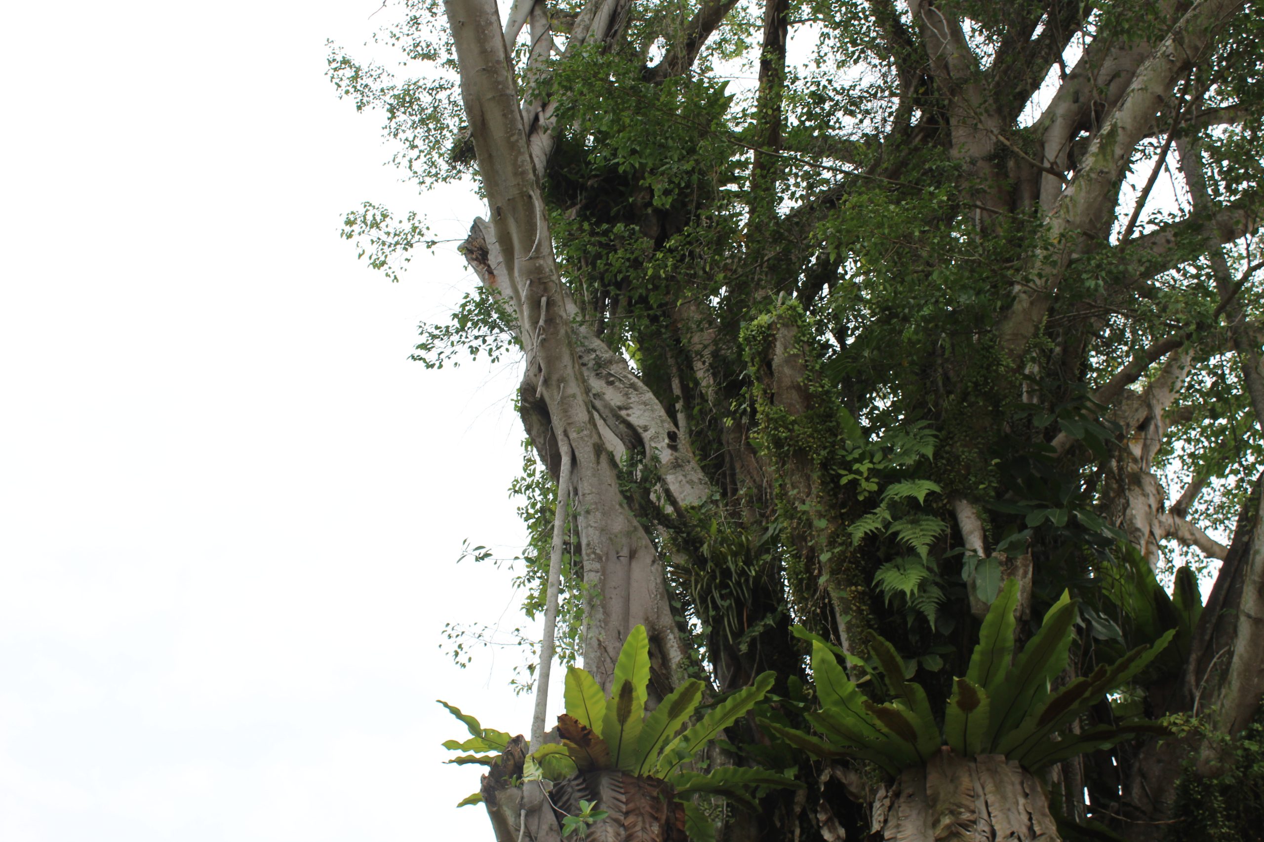 Guided nature immersion in a lush Singapore forest with Nature Immersions