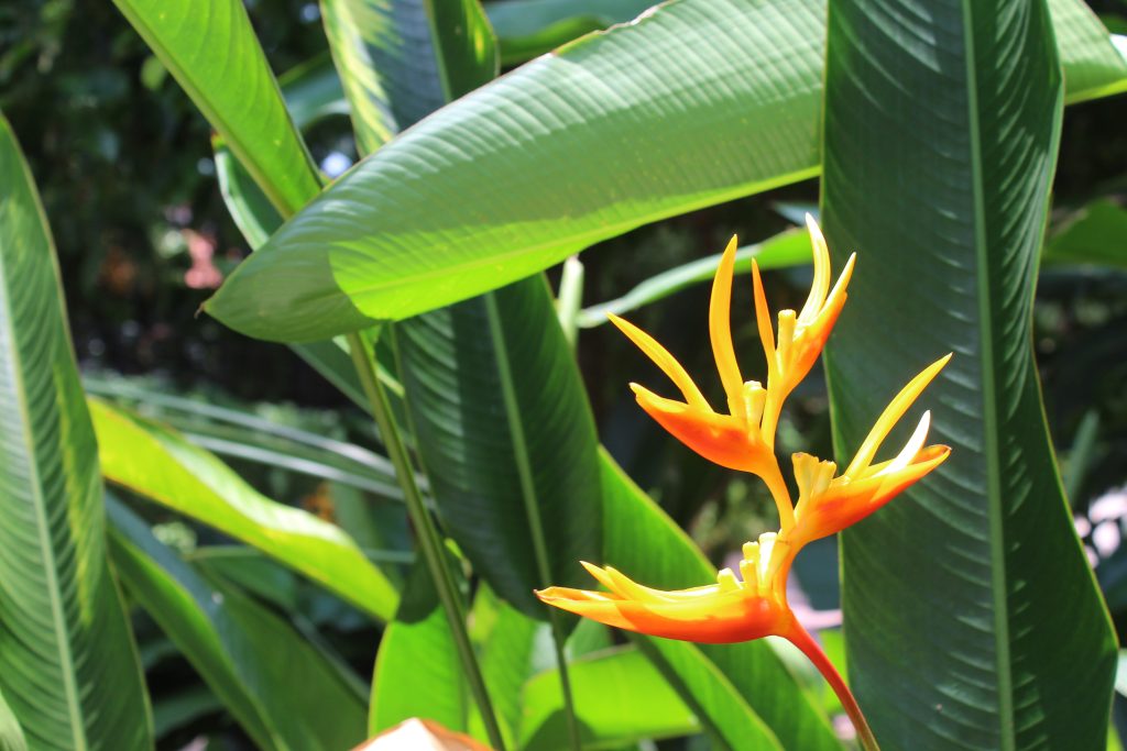 Nature Immersions Guided Forest Bathing and Nature-Based Wellbeing in Singapore Img 4908